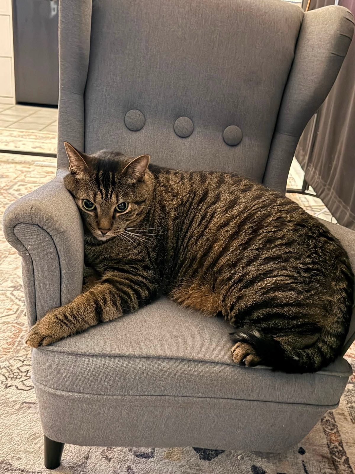 Brody resting on a gray chair