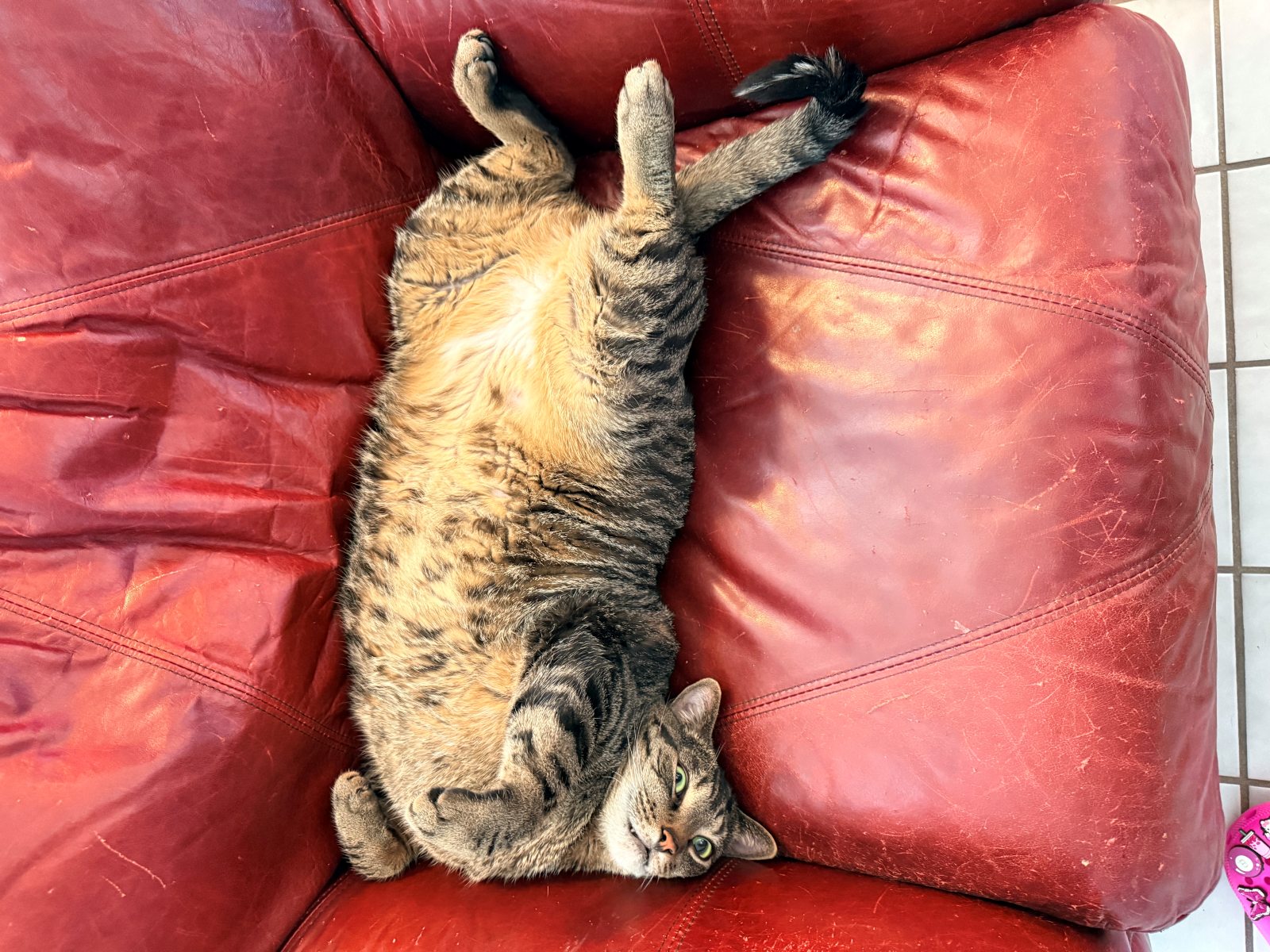 Brody showing his belly on a red leather chair