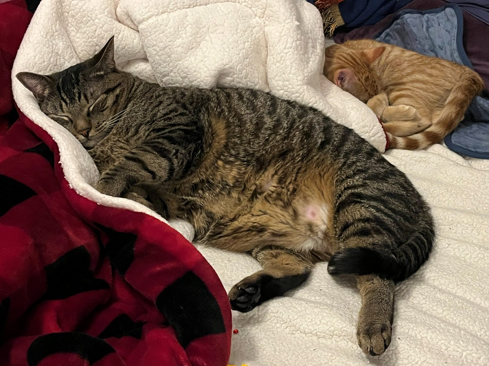 Brody and Greg resting together on a soft blanket