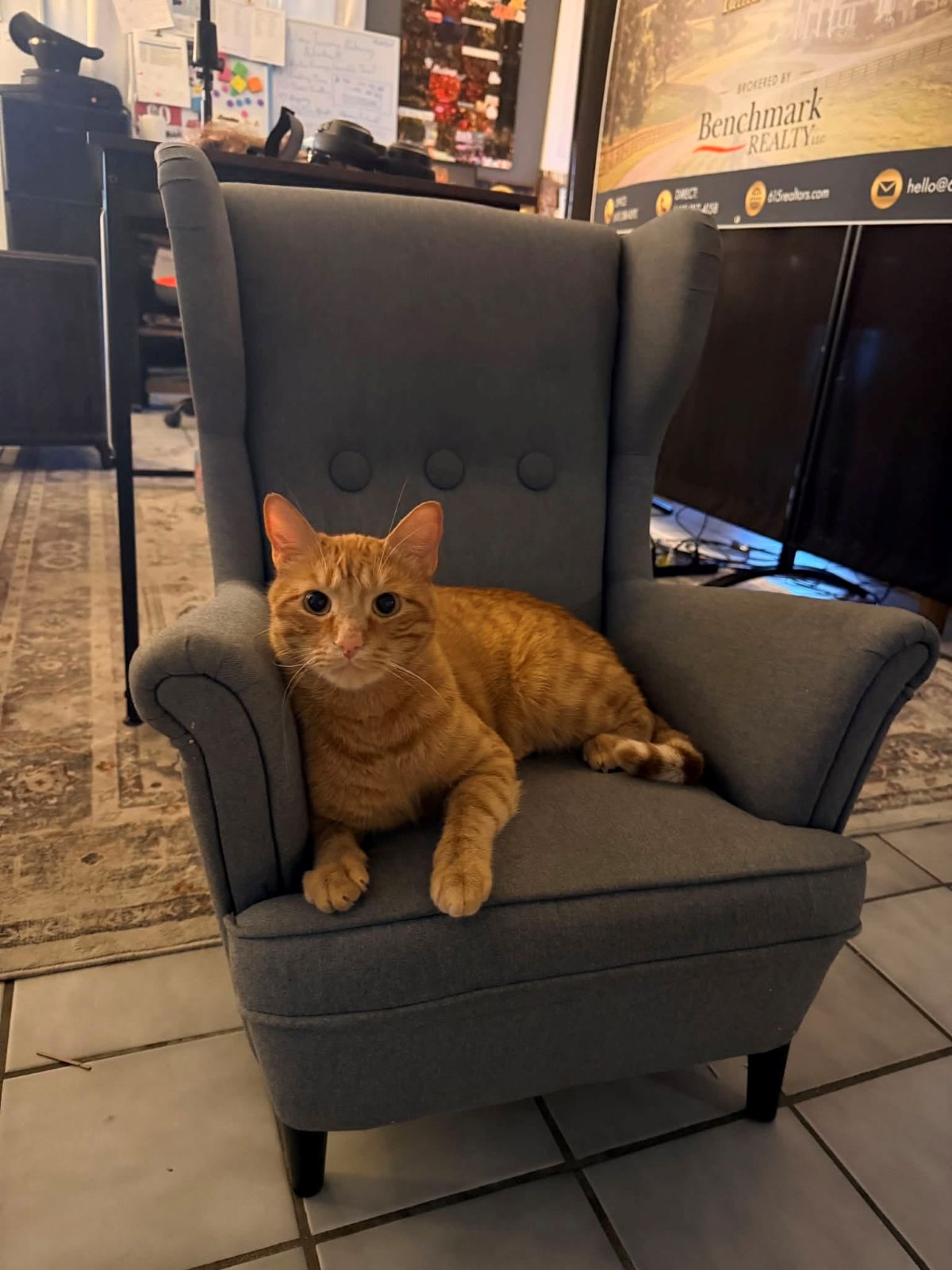 Greg lounging on a gray chair